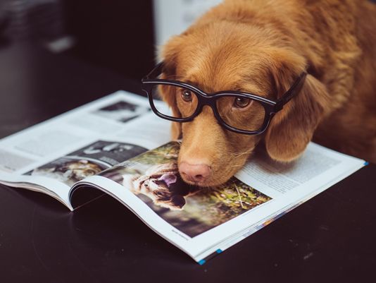ILMDSM dog expert
