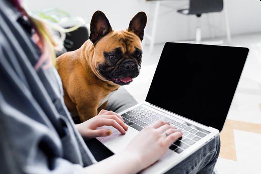 ILMDSM dog tech