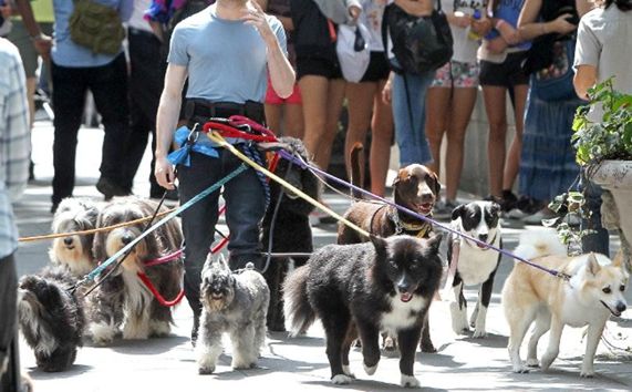 ILMDSM many dogs