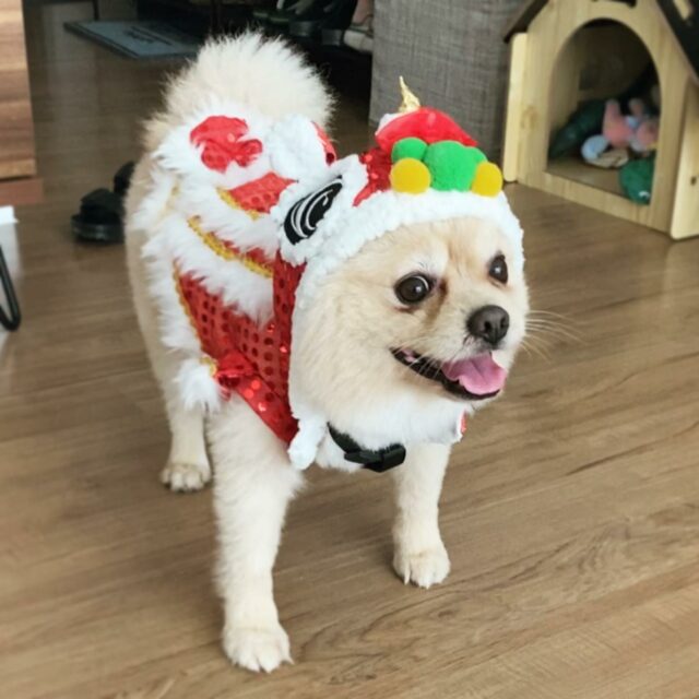 dog dancing dragon