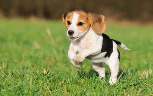 Beagle health