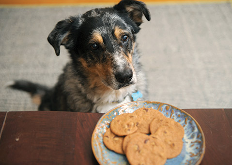 Danger Dog Eyes Cookies
