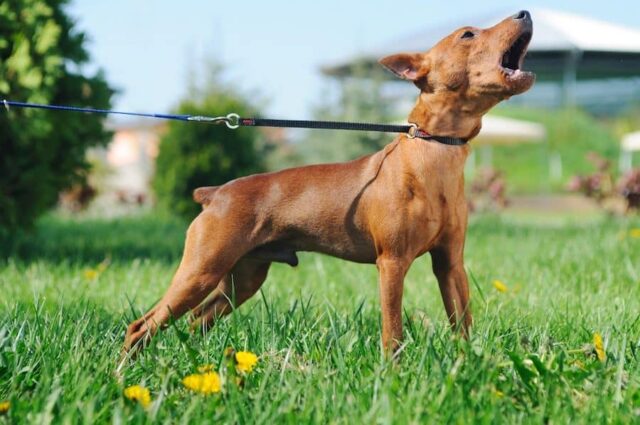 Dog barking Dog barking