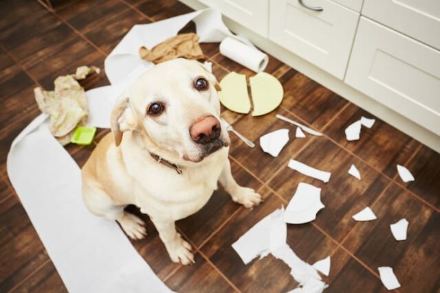 Dog chewing your things Dog chewing your things