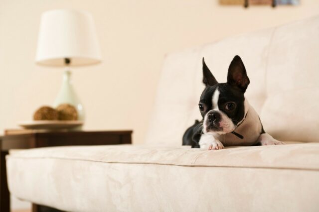 Dog on sofa Dog on sofa