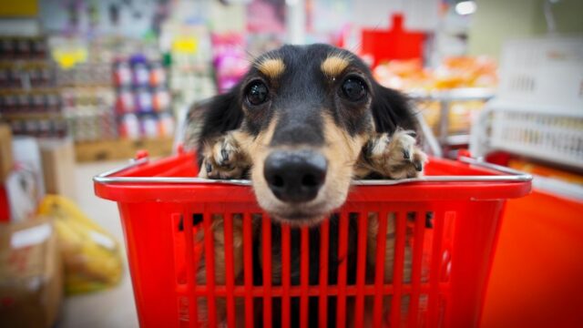 Dog shopping