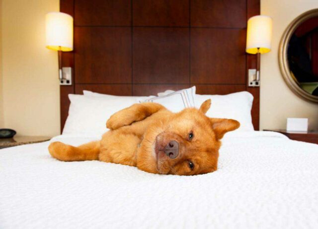Dogs in hotels