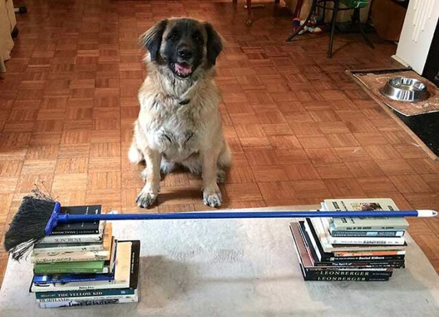 Emi Book Jump dog workouts
