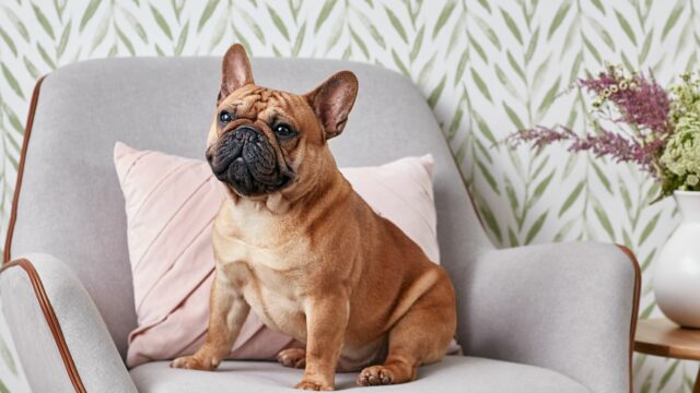 French Bulldog health