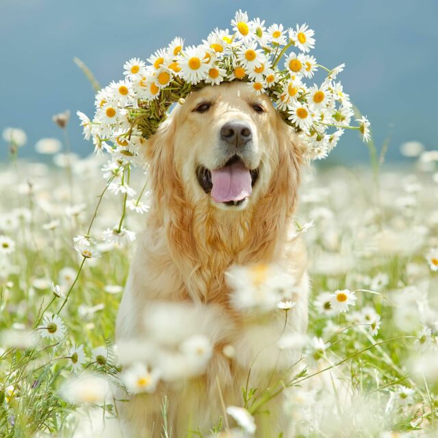 Golden Retriever health