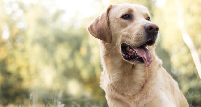 Labrador Retriever health