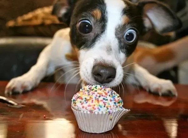 Peanut Butter Pumpkin Treat