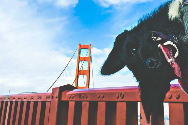 San Francisco with Dogs