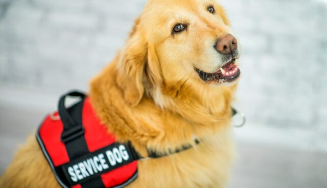 Service Dogs Vet Dogs