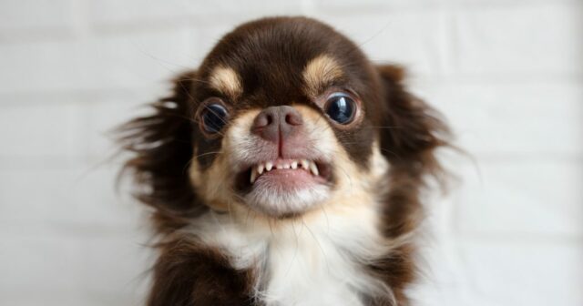 aggressive dogs aggressive dogs