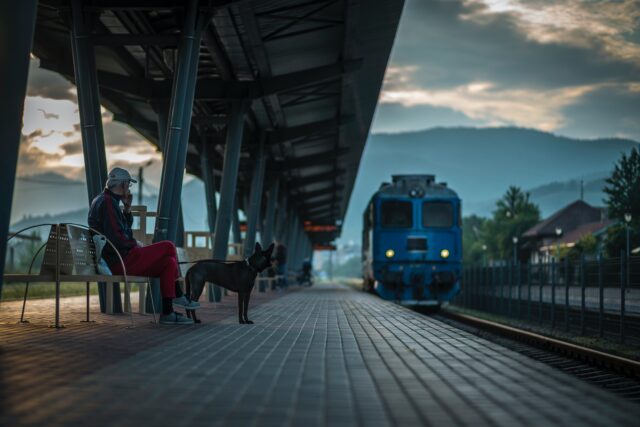 tour with dogs