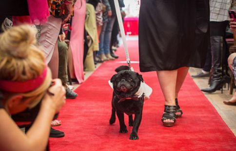 celebrity dogs 1