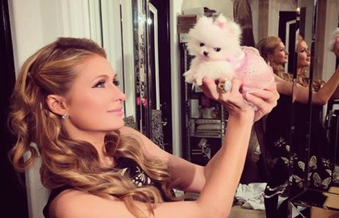 celebrity dogs 3