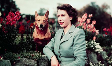celebrity dogs 4