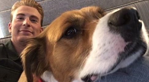 celebrity dogs 5