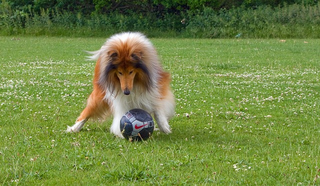 collie soccer exercise