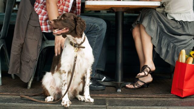 dates with dogs
