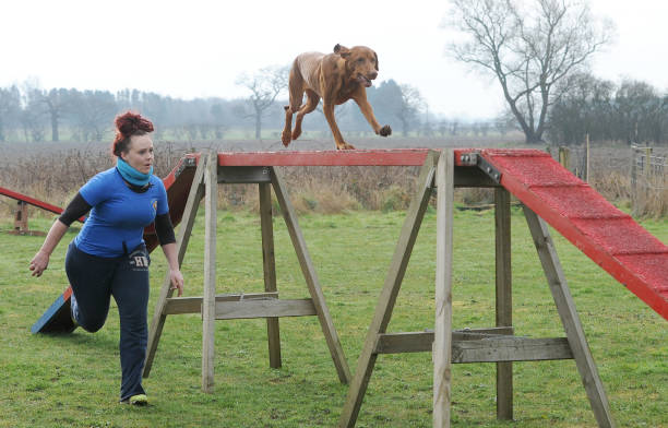 dog agility class