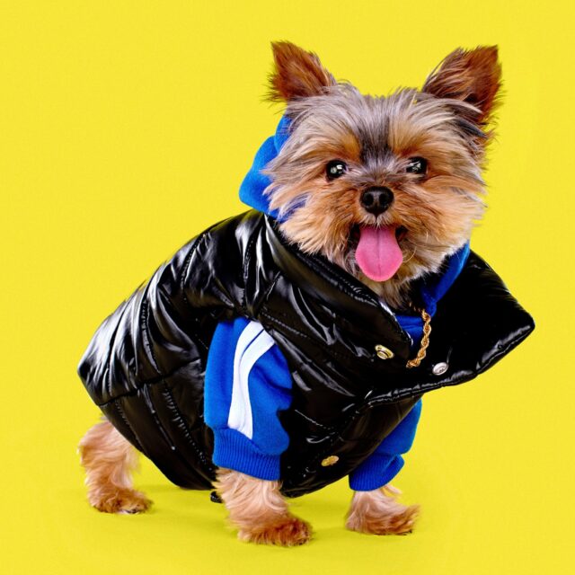 dog costume