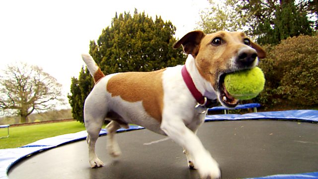 dog exercise workout trampoline