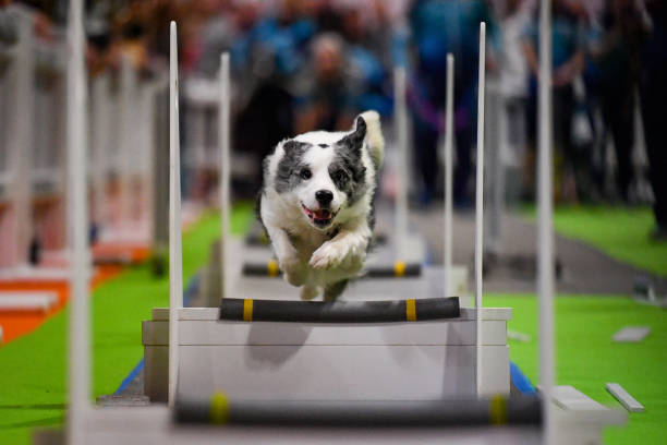 dog flyball
