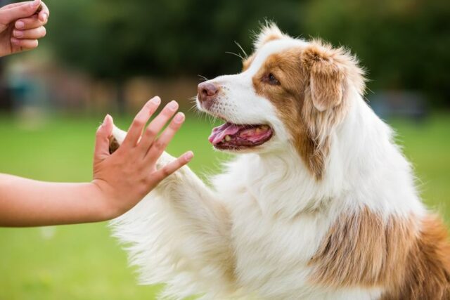 dog high five dog high five