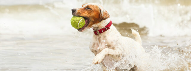 dog intelligence dog intelligence