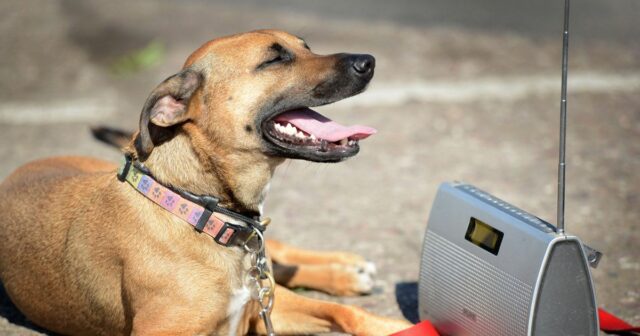 dog listening to radio dog listening to radio