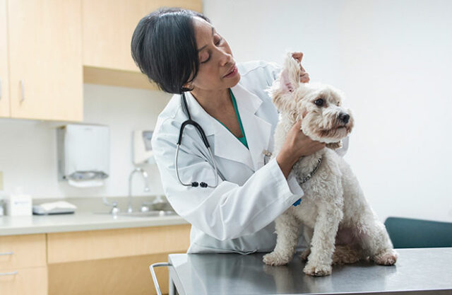 dog medical checkup