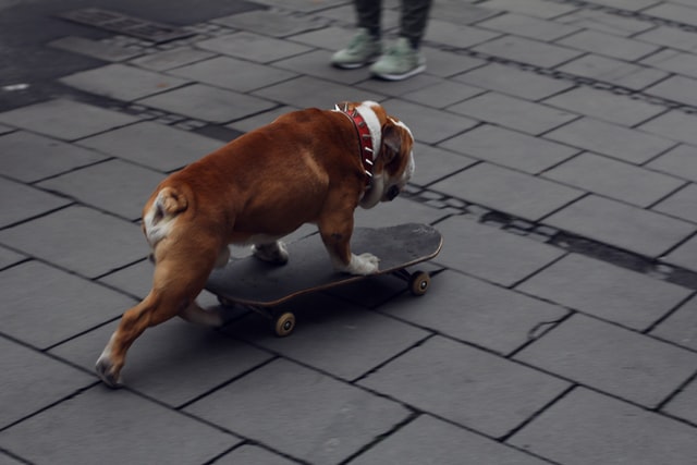 dog on skateboard