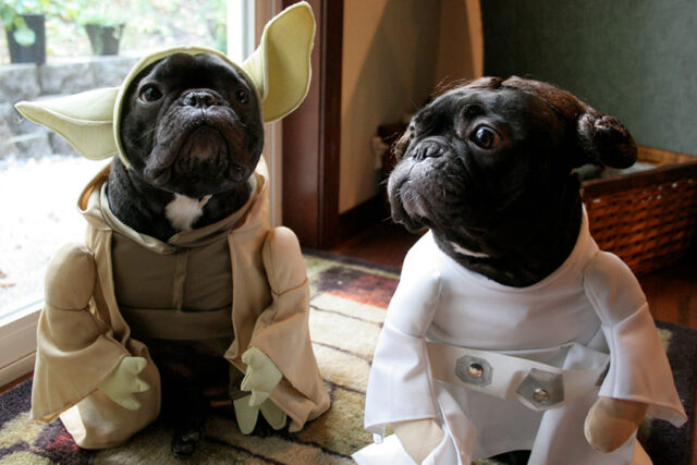 dog star wars