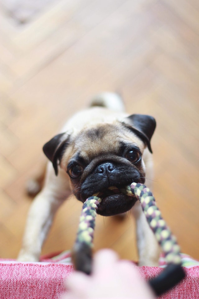 dog workout resistance pulling rope