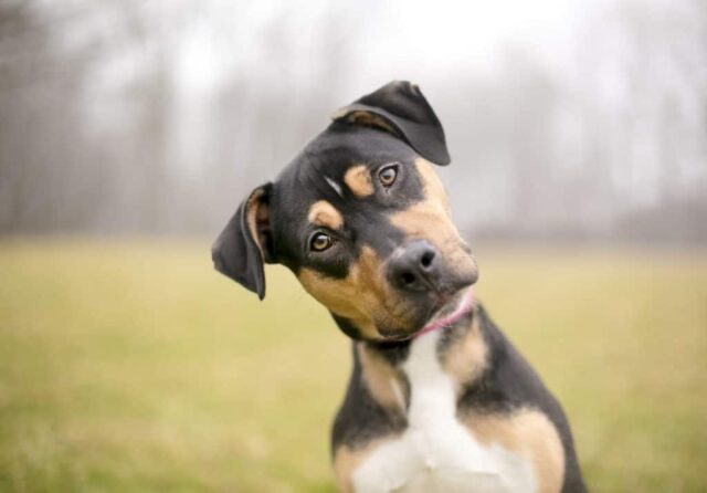 dogs are smart dogs are smart
