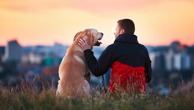 dogs boost vitality dogs boost vitality
