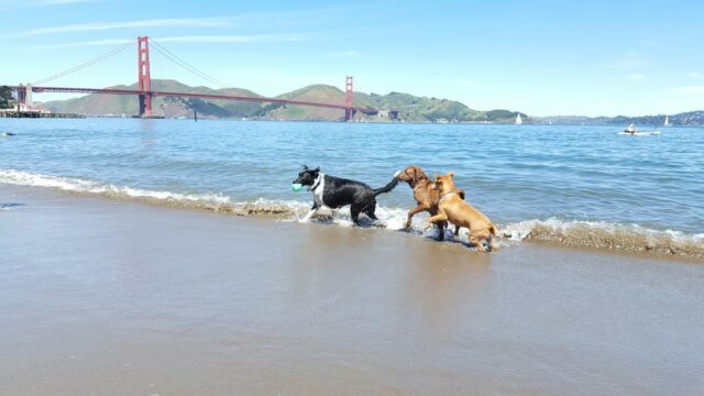 dogs in crissy field san francisco