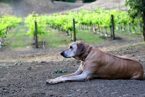 gardening with dogs
