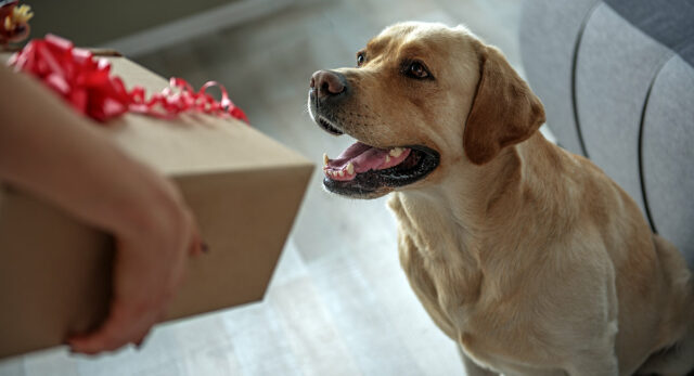 gifts for your dog gifts for your dog