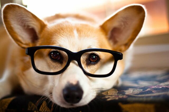 how smart are dogs how smart are dogs