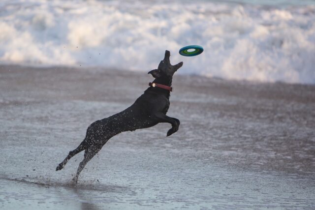 playing catch with dogs
