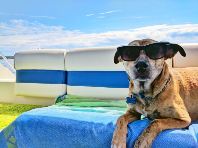 holiday with dogs