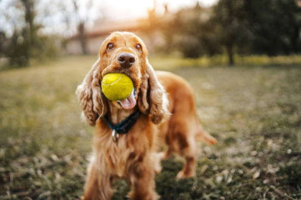 playing fetch with dogs