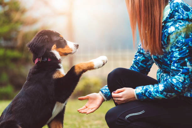 playing with dogs