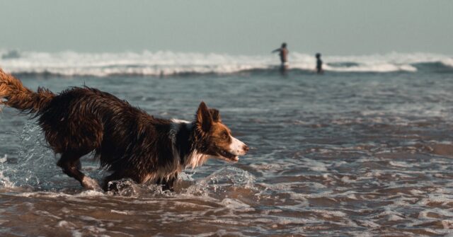beach dates with dog