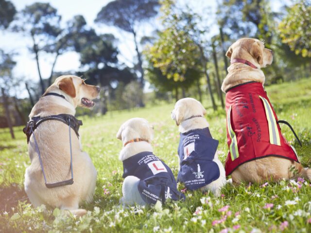 service dogs service dogs