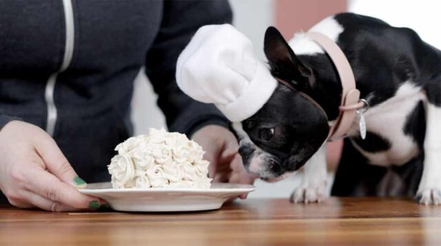 smash cake for puppys first birthday